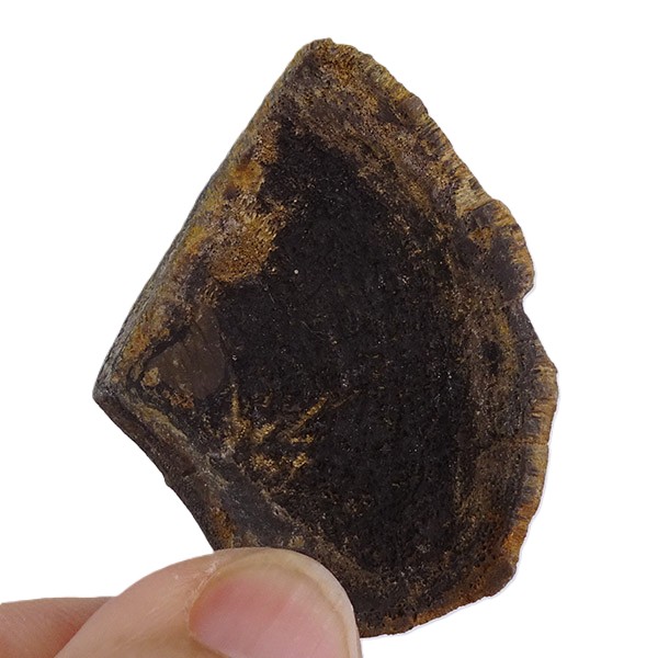 Laevaptychus sp. - Imagen 2