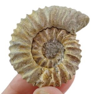 Pavlovia iatriensis