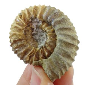 Pavlovia iatriensis