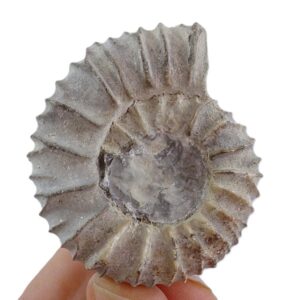 Pavlovia iatriensis
