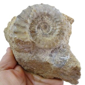Acanthopleuroceras valdani