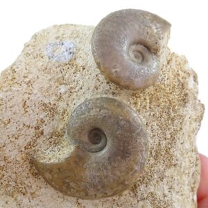 Lissoceras oolithicum