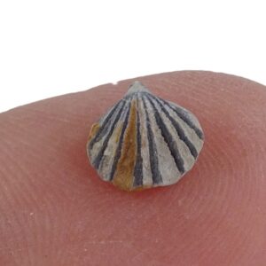 Wellerella delicatula