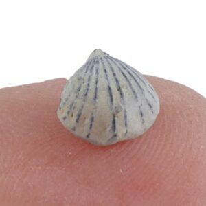 Wellerella delicatula