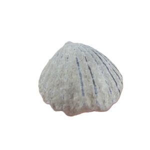 Wellerella delicatula