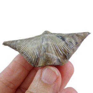 Cyrtospirifer rudkinensis