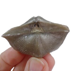 Cyrtospirifer mylaensis