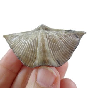 Cyrtospirifer rudkinensis