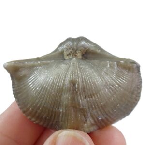 Cyrtospirifer mylaensis