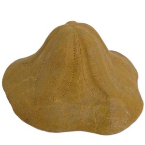 Clypeaster insignis
