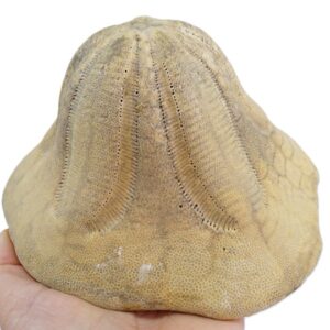 Clypeaster portentosus