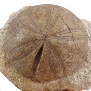 Clypeus ploti