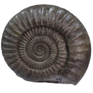 Arietites bucklandi