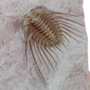 Kettneraspis williamsi