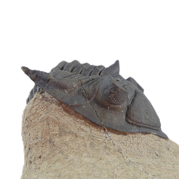 Metacanthina issoumourensis