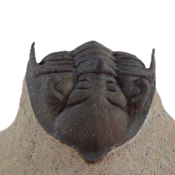 Metacanthina issoumourensis - Imagen 3