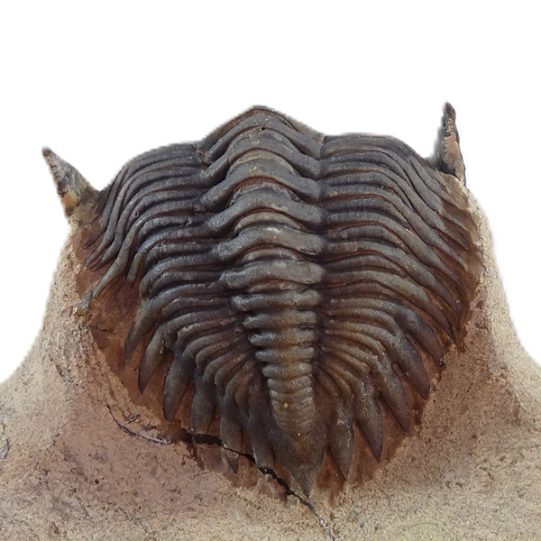 Metacanthina issoumourensis - Imagen 4