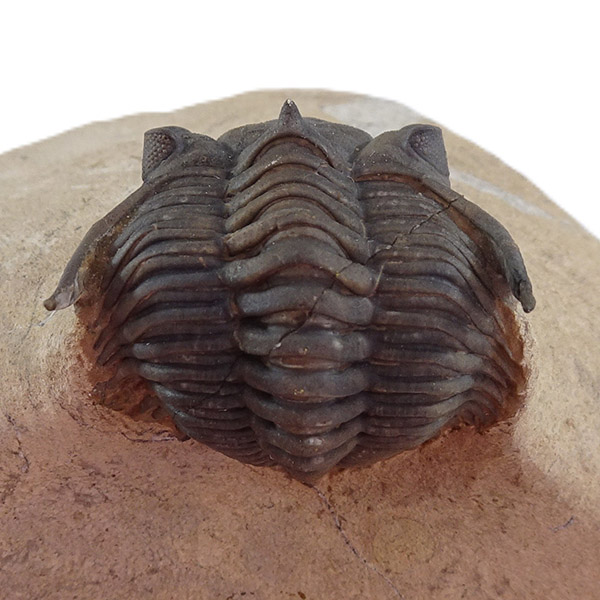 Metacanthina issoumourensis - Imagen 5