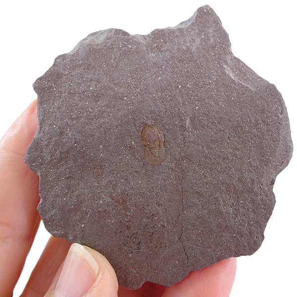 Cyclopyge sibilla - Imagen 2
