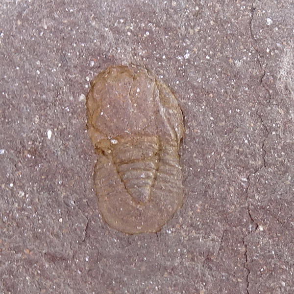 Cyclopyge sibilla