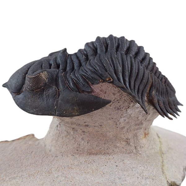 Metacanthina issoumourensis - Imagen 15