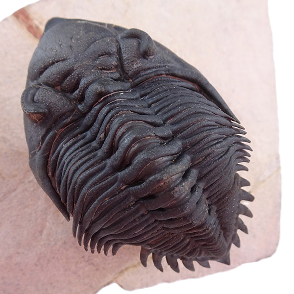 Metacanthina issoumourensis - Imagen 14