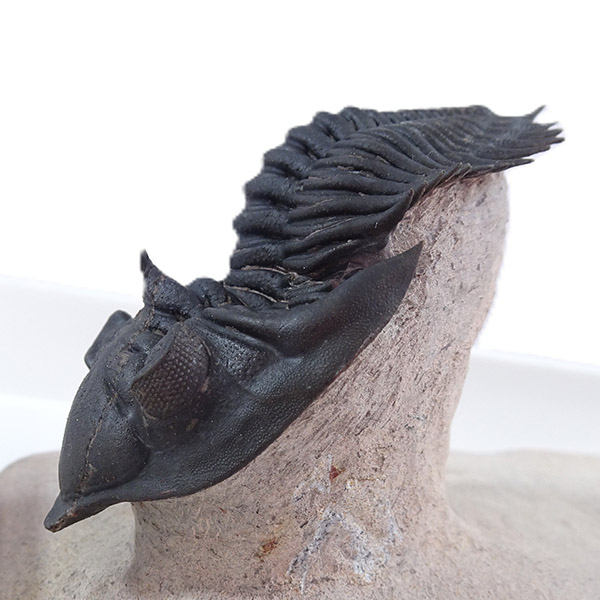 Metacanthina issoumourensis - Imagen 10