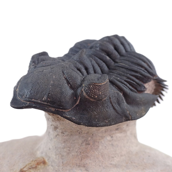 Metacanthina issoumourensis - Imagen 9