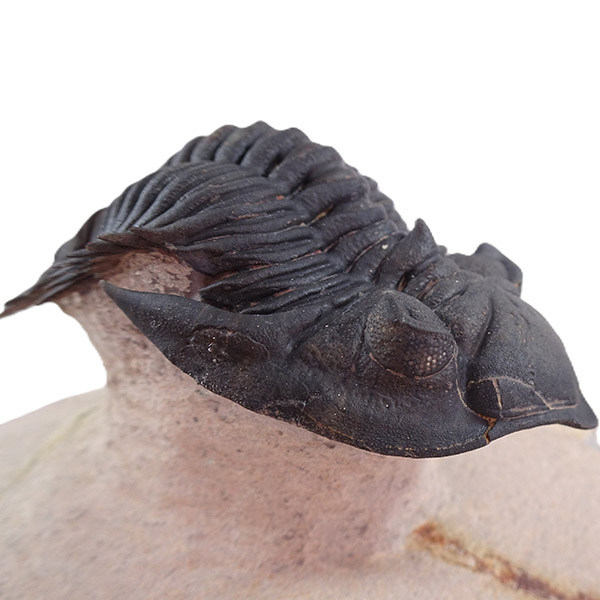 Metacanthina issoumourensis - Imagen 8