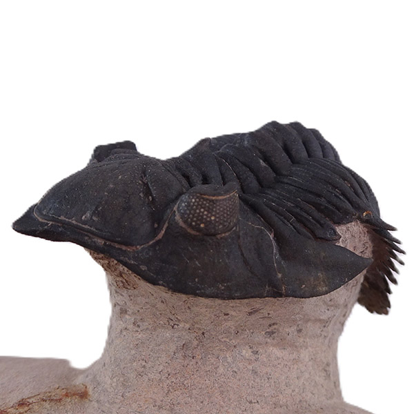 Metacanthina issoumourensis - Imagen 7