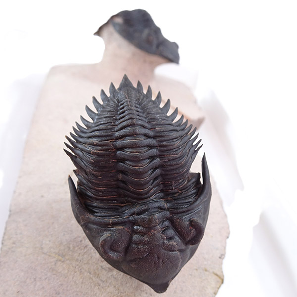 Metacanthina issoumourensis