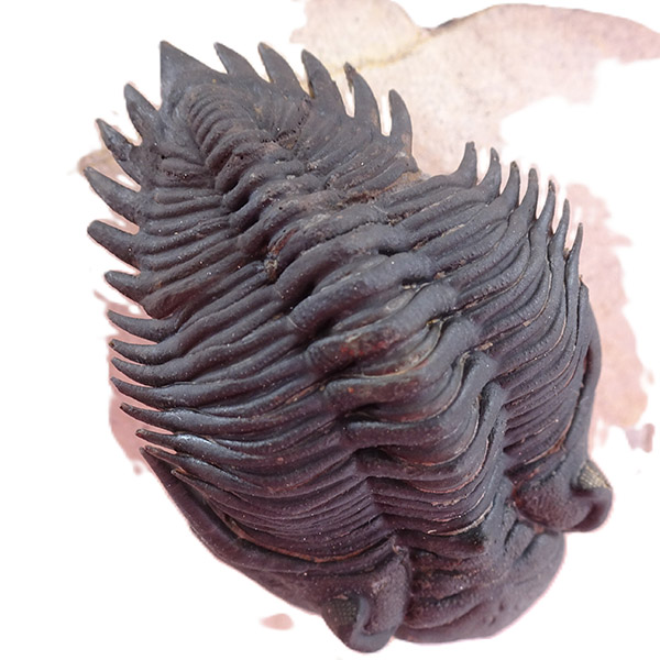 Metacanthina issoumourensis - Imagen 4