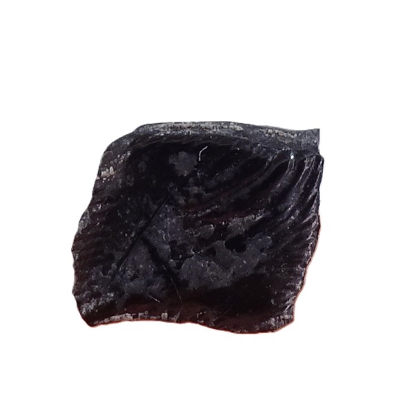 Gyrolepis sp.