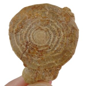 Assilina sp.