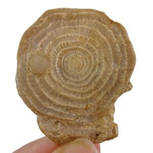 Assilina sp.