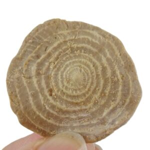 Assilina sp.