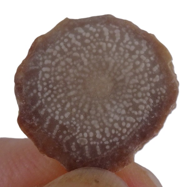 Assilina exponens - Imagen 2