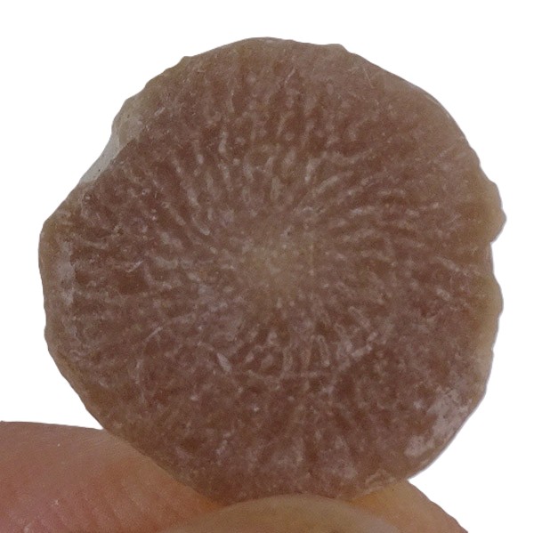 Assilina exponens - Imagen 2