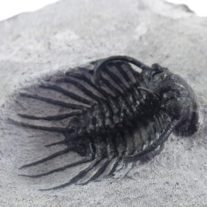 Isoprusia sp.