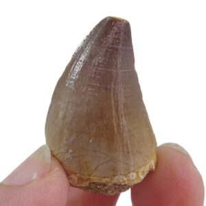 Prognathodon anceps