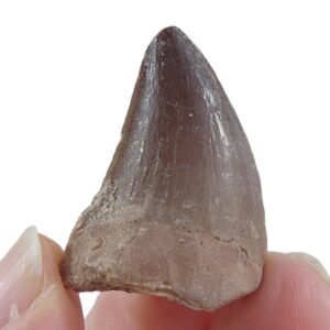 Prognathodon anceps