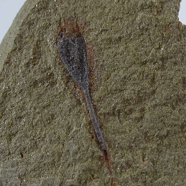 Rhopalocystis sp.