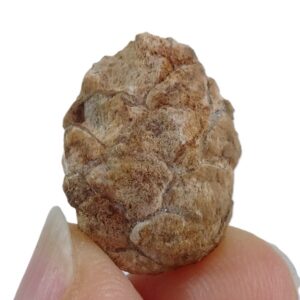 Pinus sp.