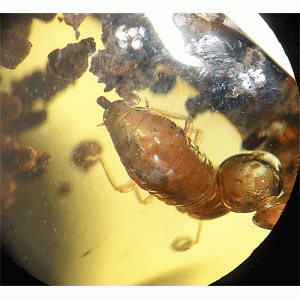 O. Isoptera y coprolitos - Imagen 6