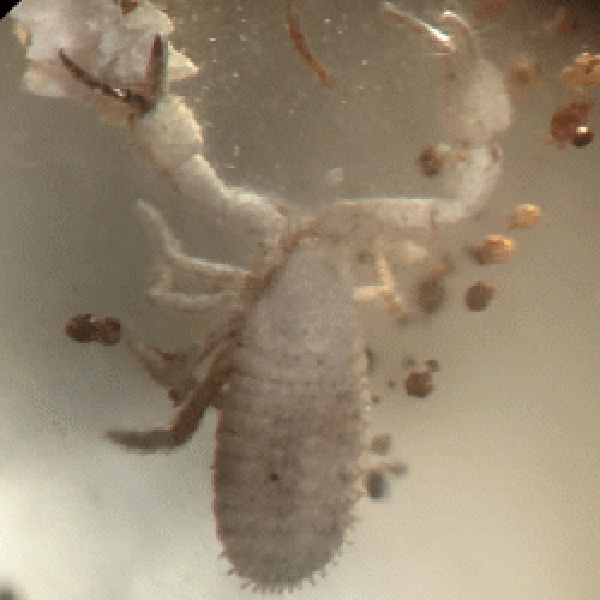 O. Pseudoscorpiones y nido, O. Coleoptera y O. Dictyoptera