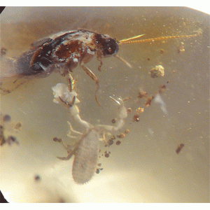 O. Pseudoscorpiones y nido, O. Coleoptera y O. Dictyoptera - Imagen 3