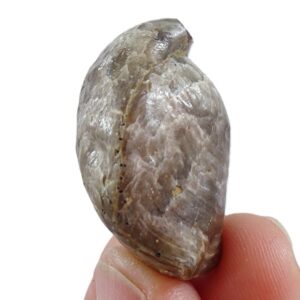 Epithyris submaxillata