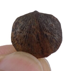 Aulacella eifeliensis