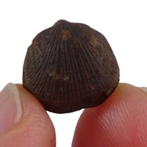 Aulacella eifeliensis