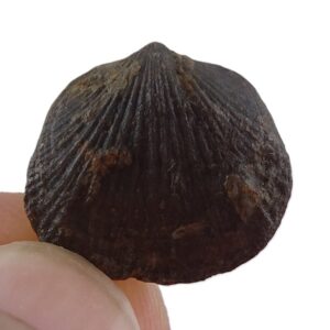 Aulacella eifeliensis